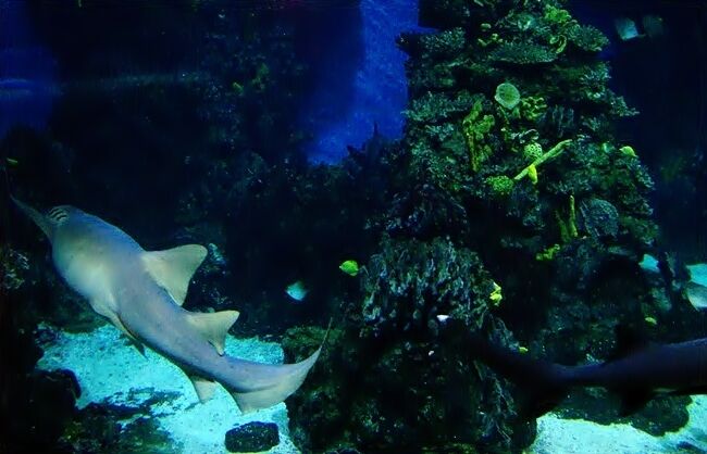 Barcelona's Aquarium
Barcelona's Aquarium is well organized and - although it is not one of the biggest one encounters- it takes about an hour to walk it along. Visitors have the opportunity to see many species of fish and water creatures . The most impressive section of all is definitely the sharks tank but in all other tanks the visitor may equally enjoy up close the fish species of the Mediterranean Sea.