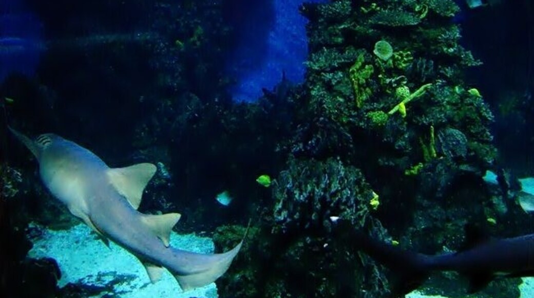 Barcelona's Aquarium
Barcelona's Aquarium is well organized and - although it is not one of the biggest one encounters- it takes about an hour to walk it along. Visitors have the opportunity to see many species of fish and water creatures . The most impressive section of all is definitely the sharks tank but in all other tanks the visitor may equally enjoy up close the fish species of the Mediterranean Sea.