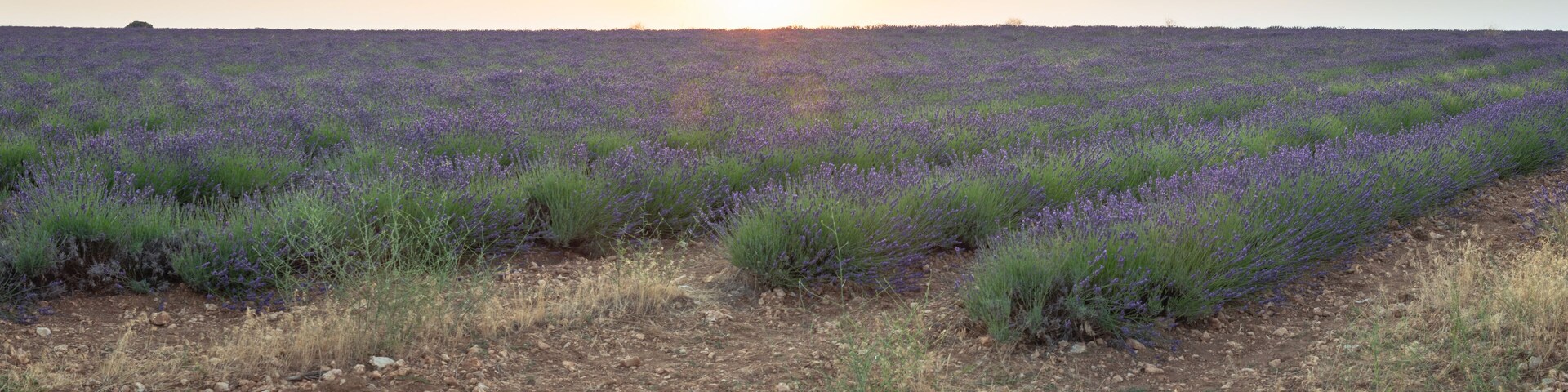 Campo de lavanda al atardecer.