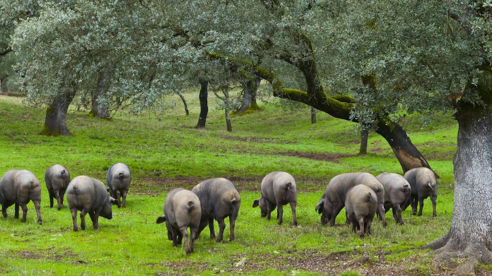 A herd of pigs grazing in a lush green field with olive trees.
