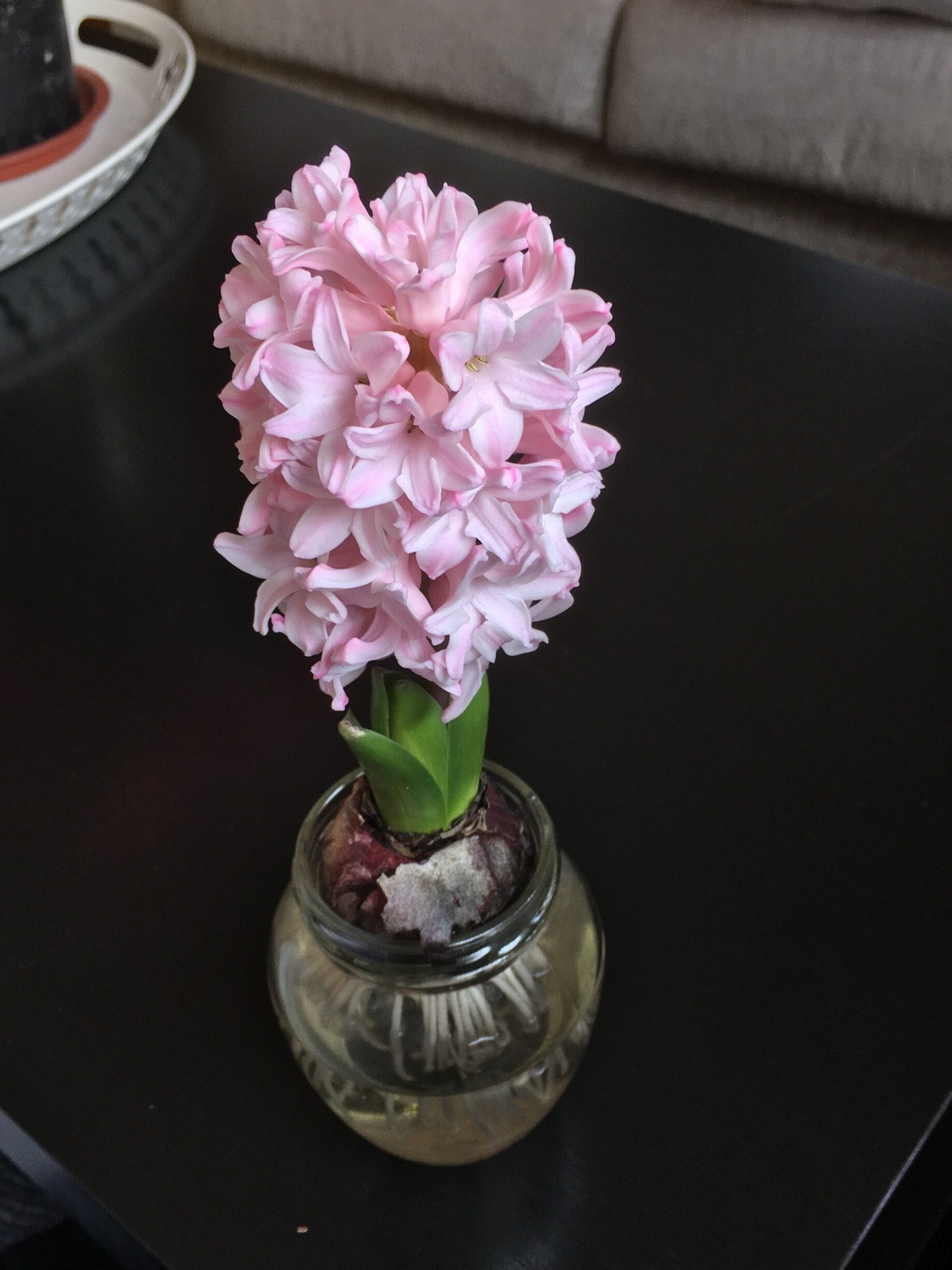 Jacinto Hyacinthus 