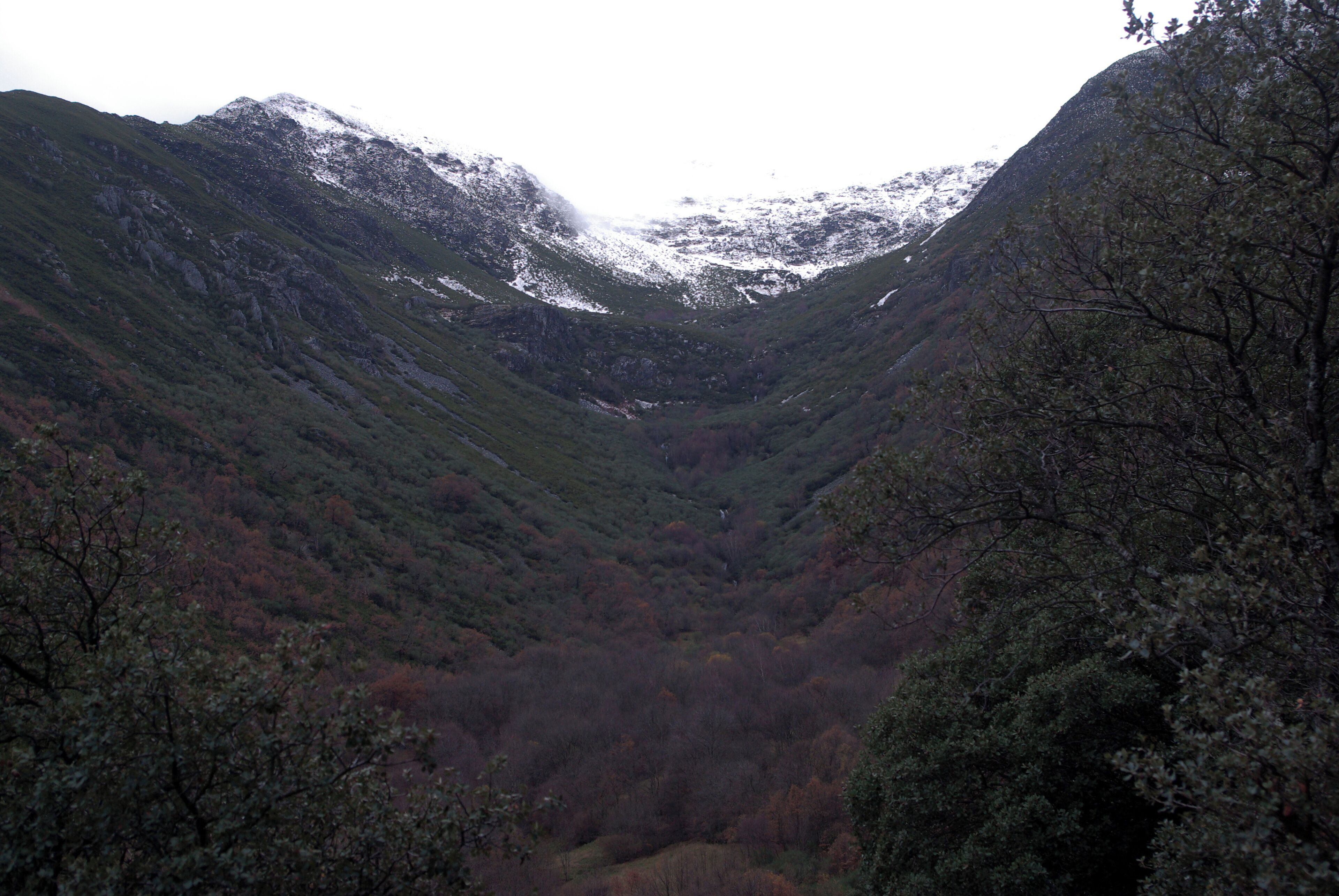 A valley with snow-capped mountains and dense forest.