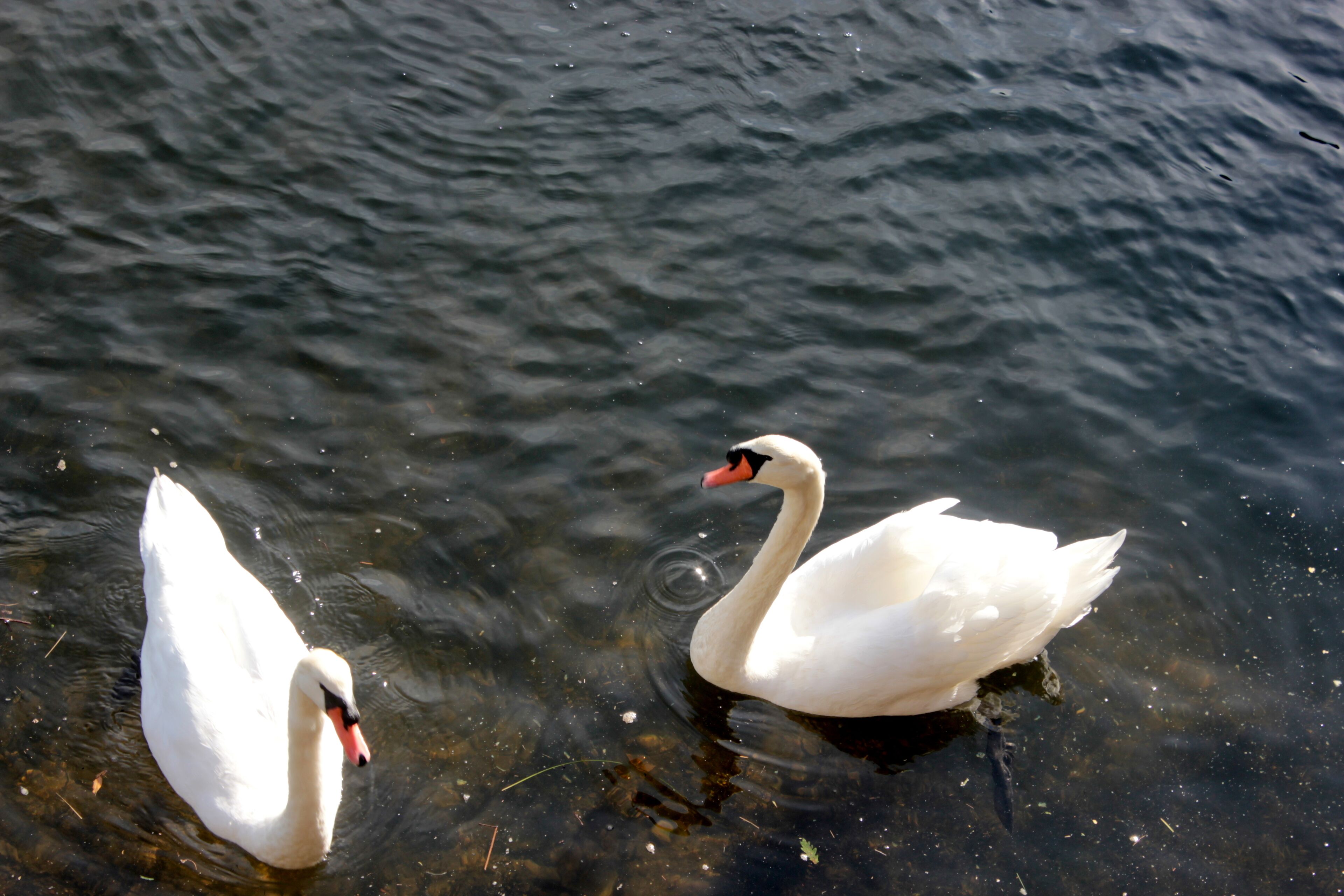 Cisnes en Puente Sampayo