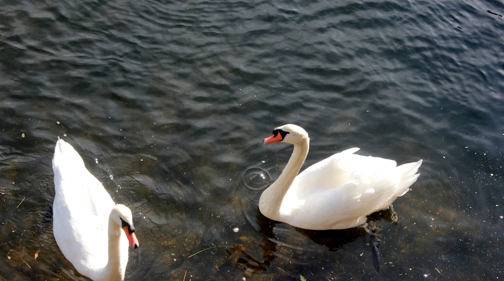 Cisnes en Puente Sampayo