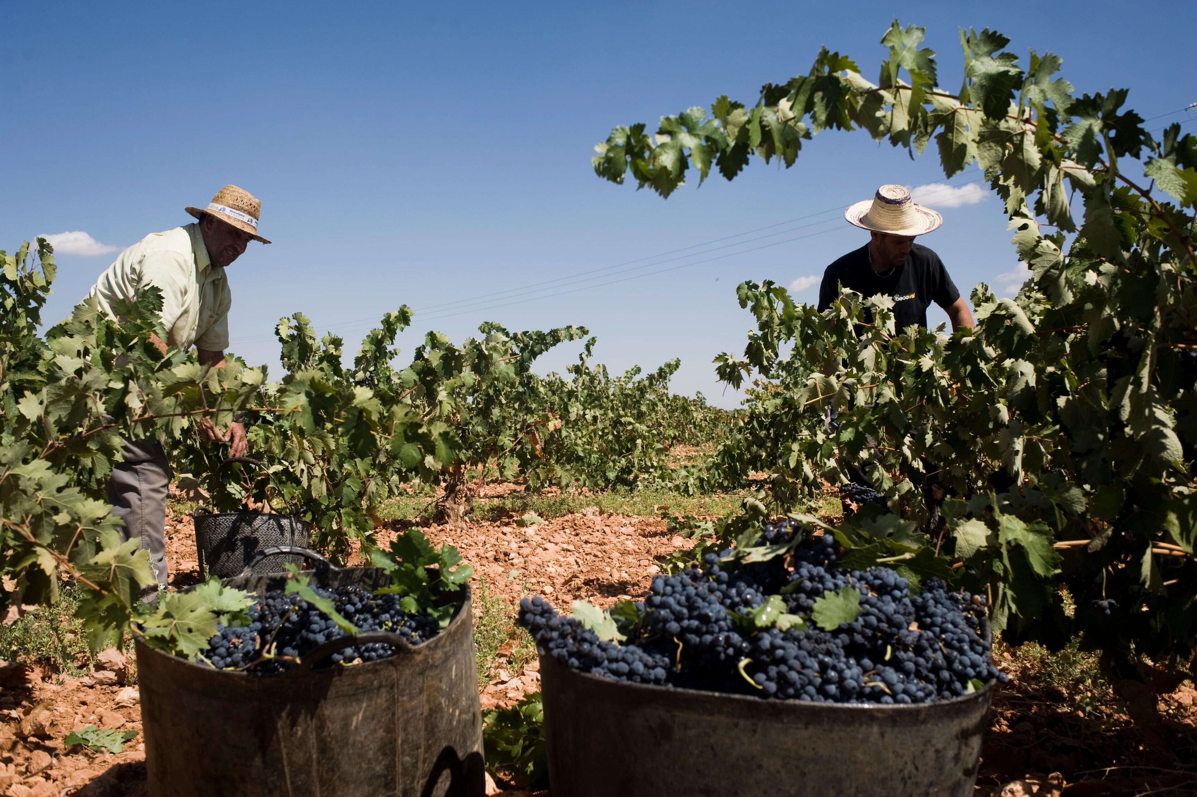 A vineyard with rows of grapevines and workers harvesting grapes.