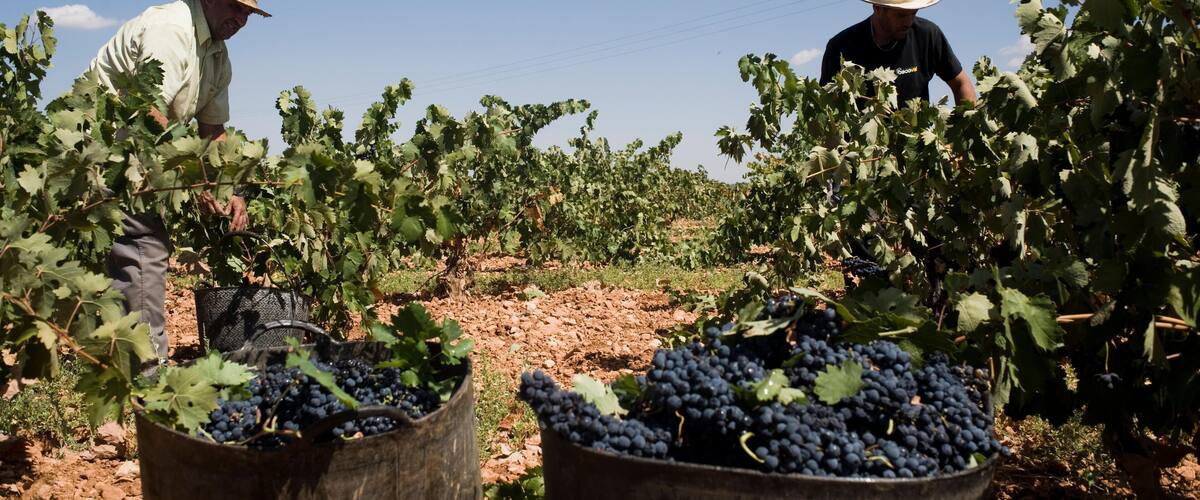 A vineyard with rows of grapevines and workers harvesting grapes.