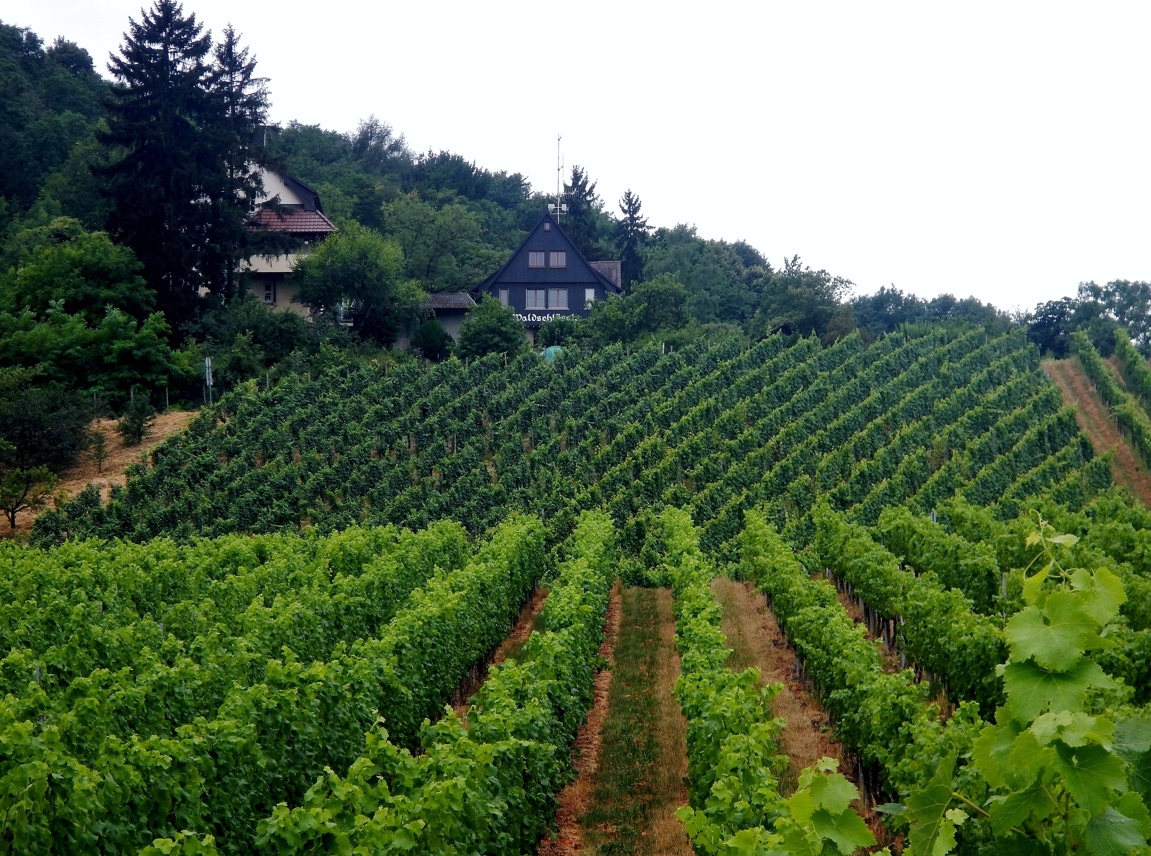 Blick zum Restaurant Waldschlößle