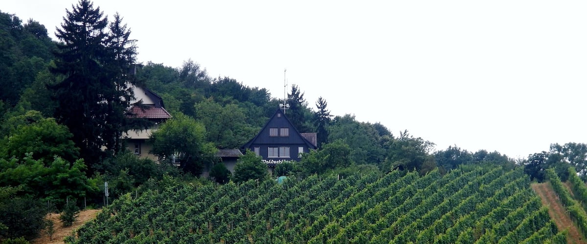 A vineyard with rows of grapevines and a building in the background.