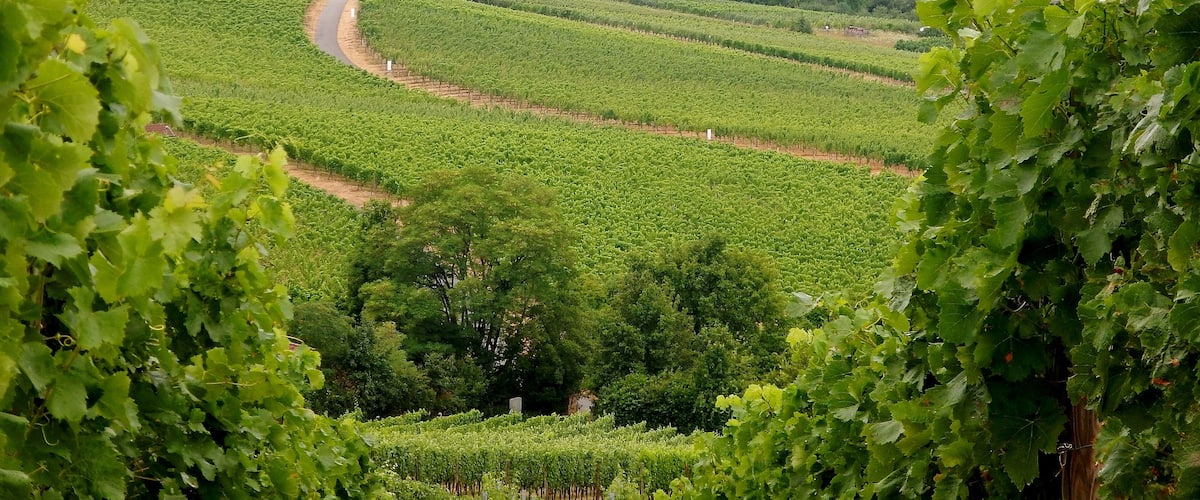 Blick Richtung Fellbach