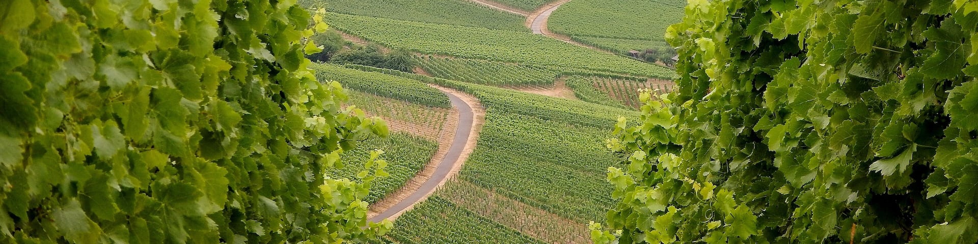 A vineyard with rows of grapevines and a town in the background.