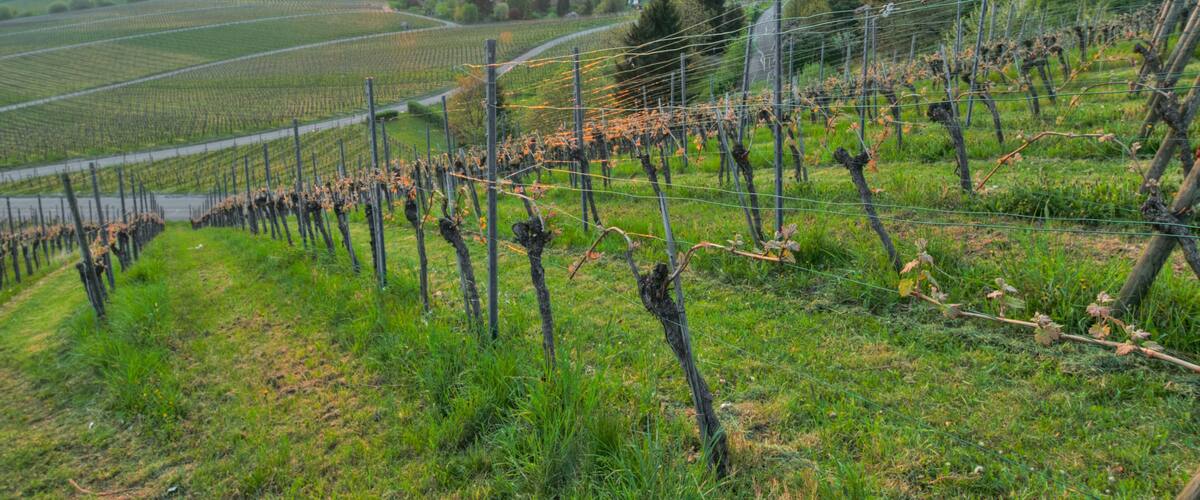 A vineyard with rows of grapevines and a sunset in the background.