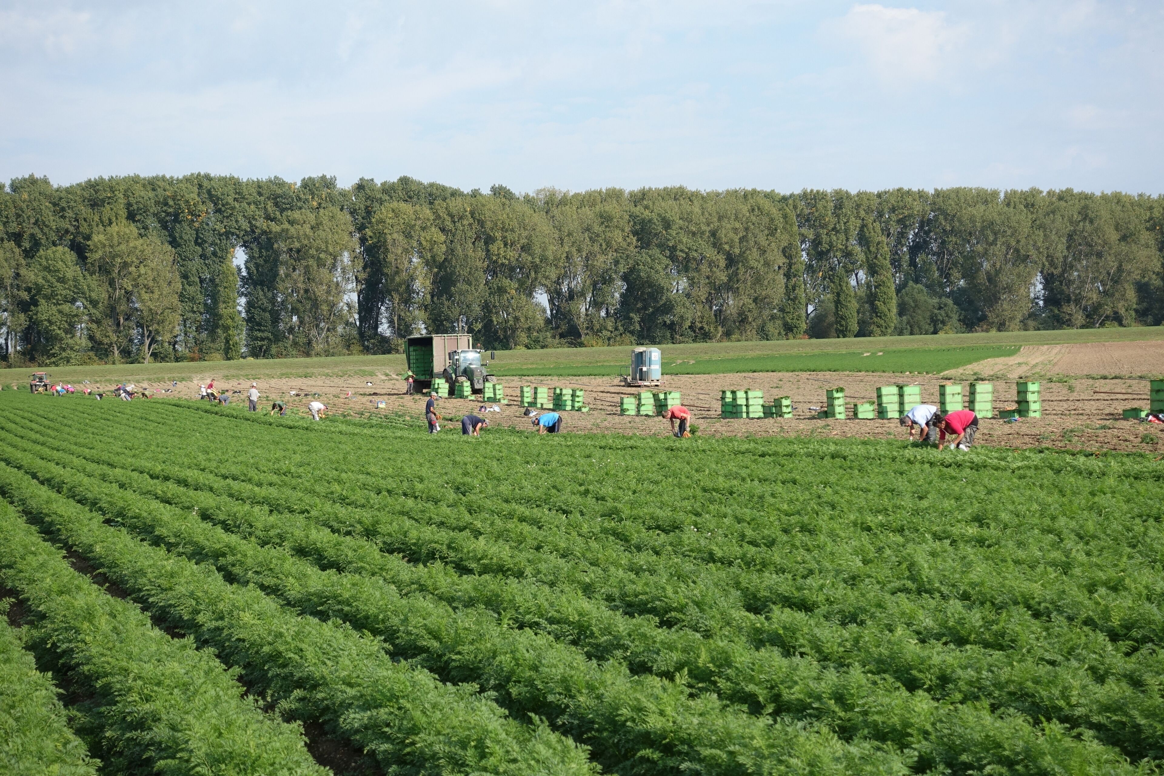 Harvest helpers near Frankenthal, Rhineland-Palatinate, Germany, harvesting carots