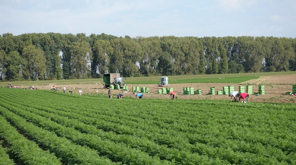 Harvest helpers near Frankenthal, Rhineland-Palatinate, Germany, harvesting carots