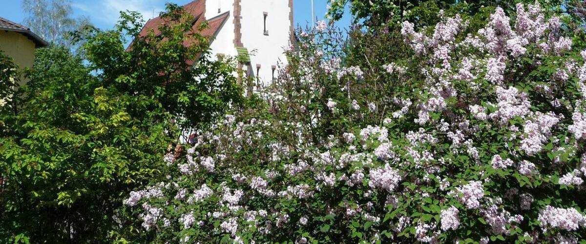 A church with a tall spire, surrounded by blooming trees.