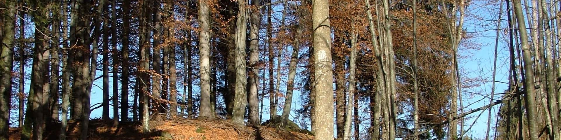 Fahrstraße zur Burg