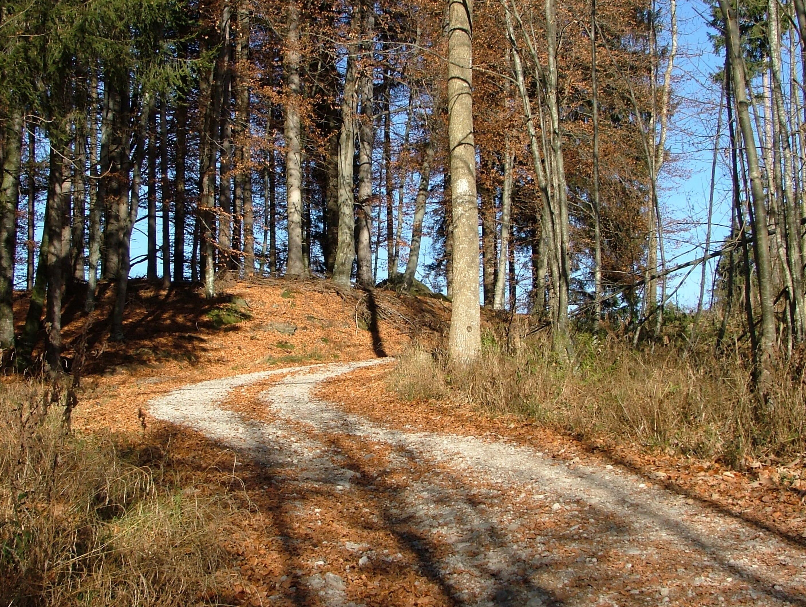 A forested path with trees and fallen leaves.
