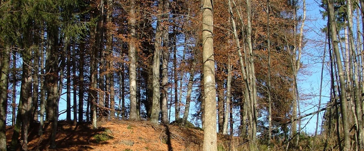 A forested path with trees and fallen leaves.