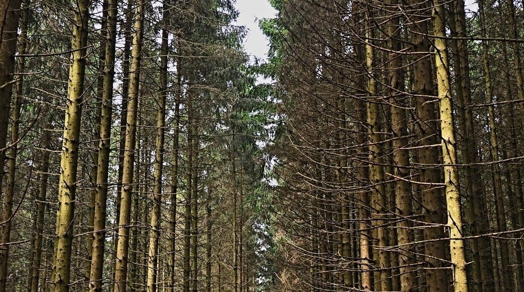 This is the forrest that the Battle of the Bulge was fought in. You can still see the foxholes that the troops fought in. Any history buff will be impressed with this area.