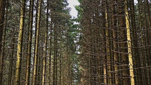This is the forrest that the Battle of the Bulge was fought in. You can still see the foxholes that the troops fought in. Any history buff will be impressed with this area.