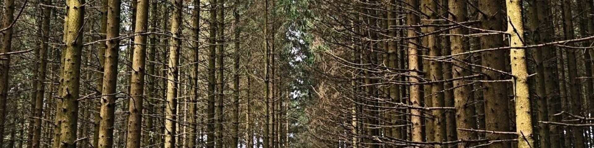 This is the forrest that the Battle of the Bulge was fought in. You can still see the foxholes that the troops fought in. Any history buff will be impressed with this area.