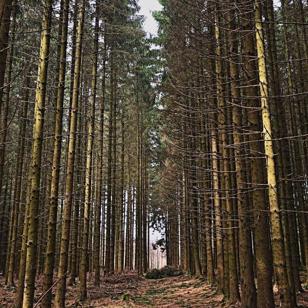 A dense forest with tall, straight trees and a narrow path leading into the distance.