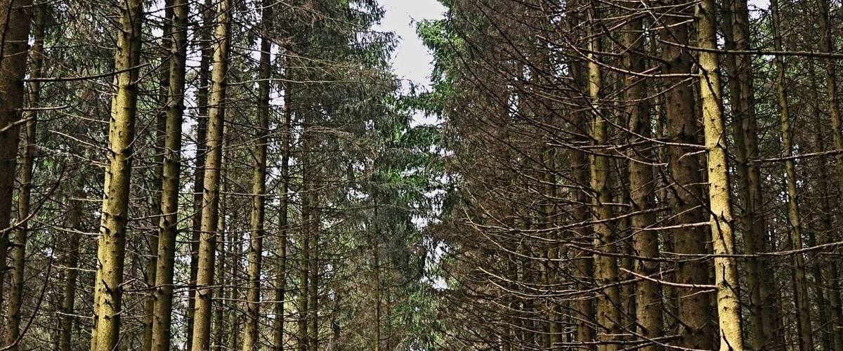 A dense forest with tall, straight trees and a narrow path leading into the distance.