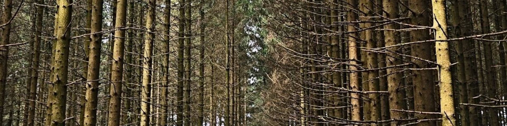A dense forest with tall, straight trees and a narrow path leading into the distance.