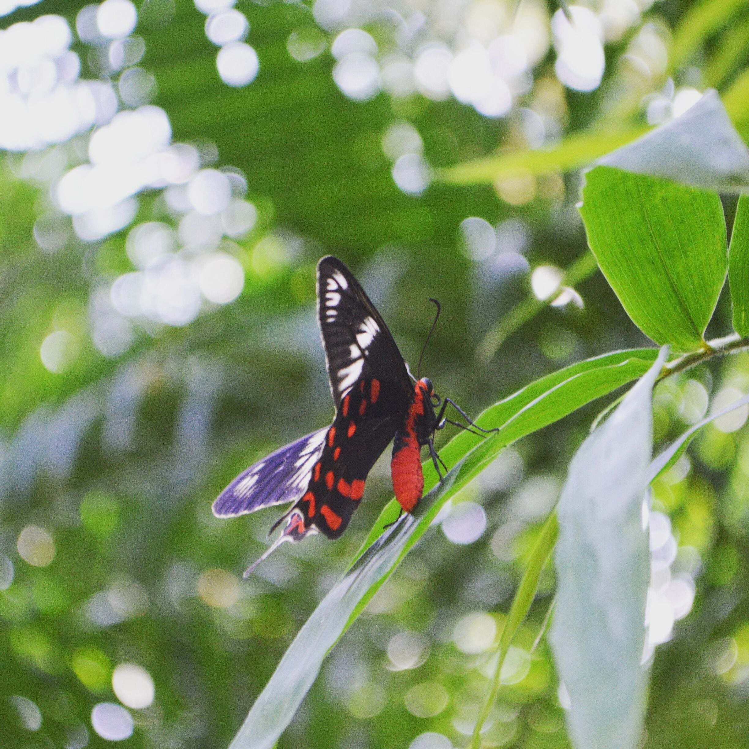Beautiful #Butterfly at the #mayfairgoa resort.
