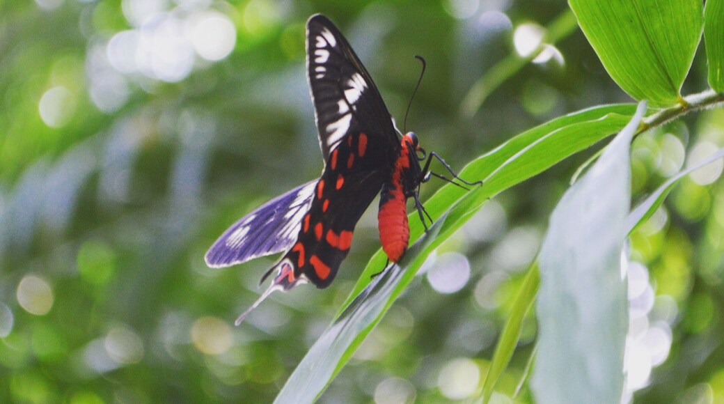 Beautiful #Butterfly at the #mayfairgoa resort.