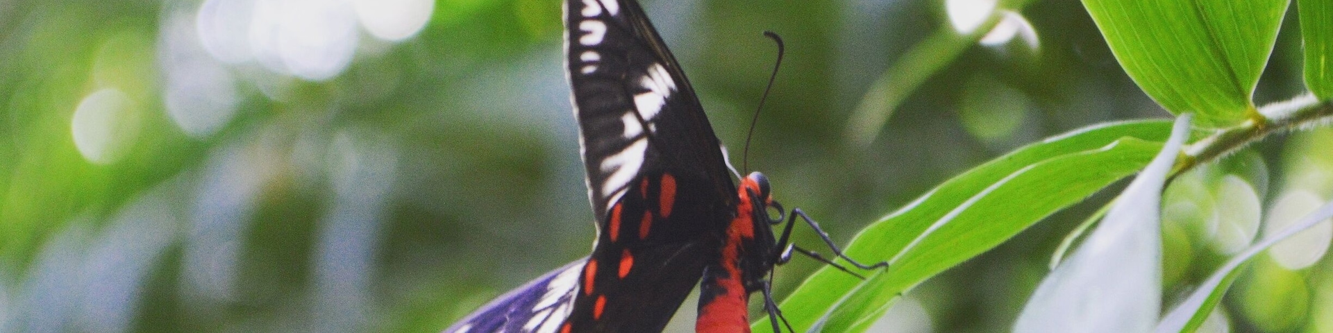 Beautiful #Butterfly at the #mayfairgoa resort.