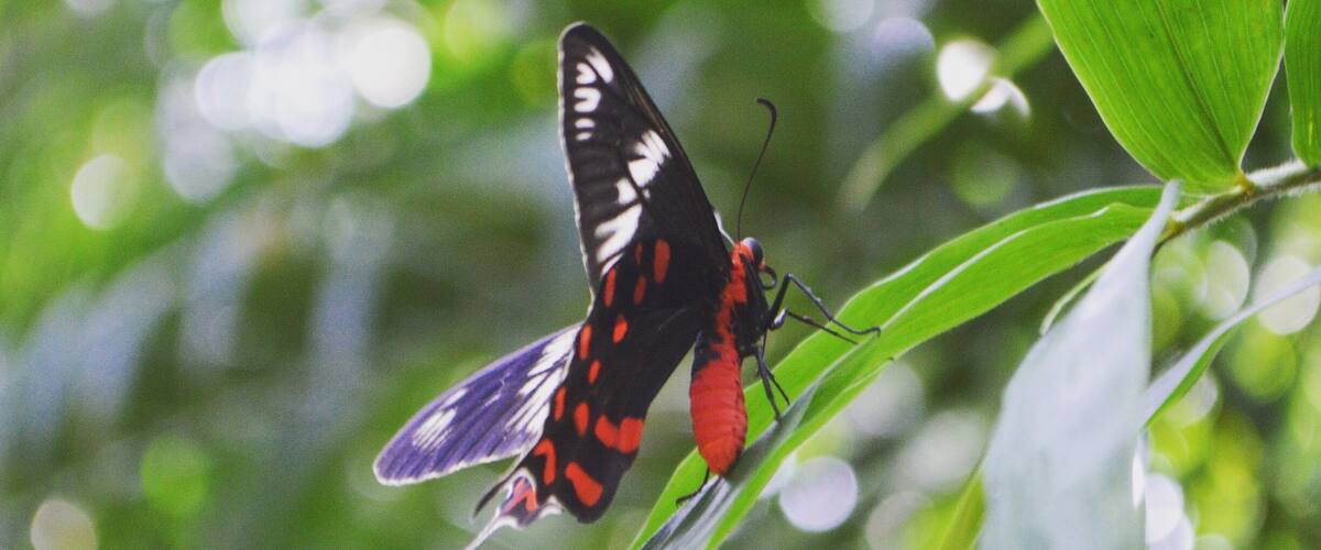 A butterfly on a green leaf.