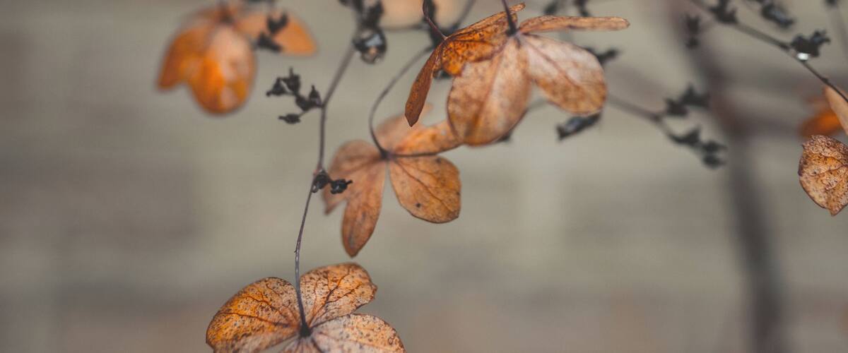 A close-up of a plant with brown, dried leaves and small black berries.