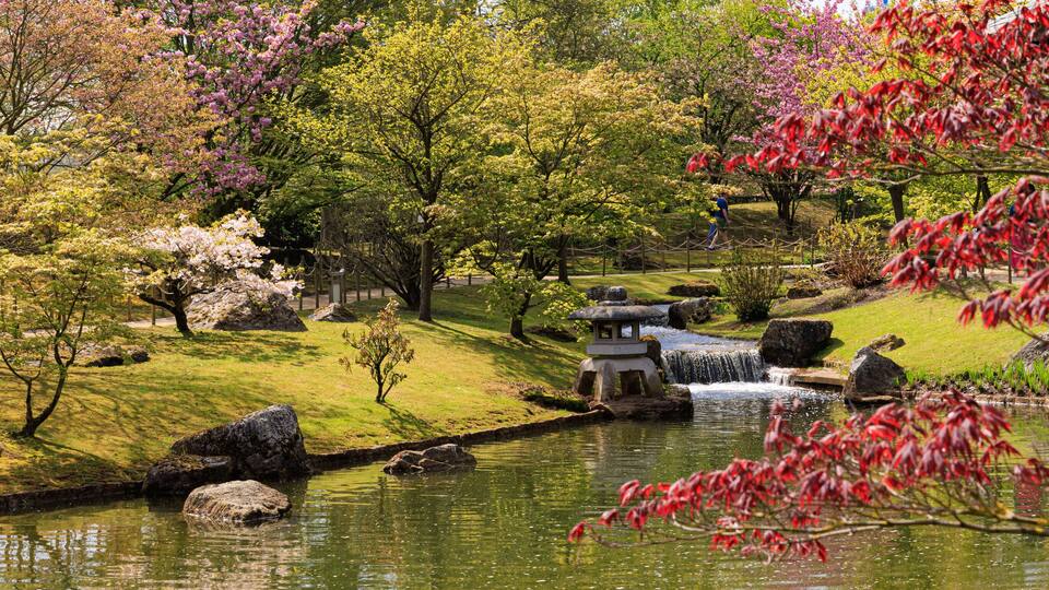 A serene garden with a pond, cherry blossoms, and a traditional stone lantern.
