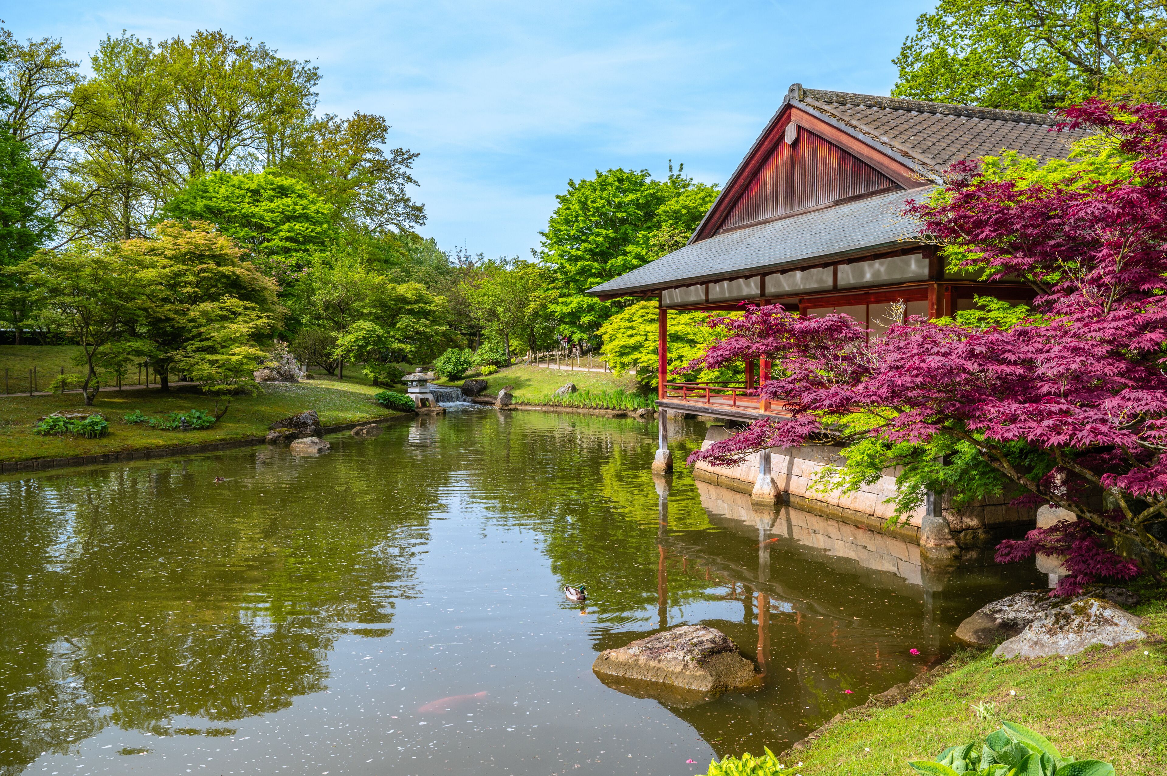 Ein traditionelles japanisches Gebäude an einem Teich mit Koi-Karpfen, umgeben von üppigem Grün und leuchtend rosa Blüten.