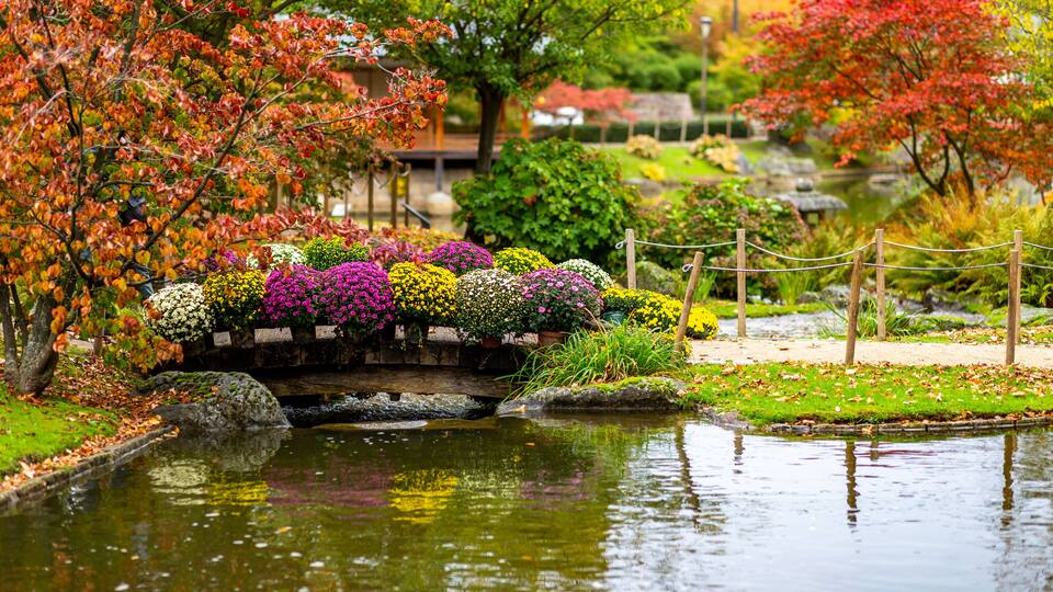 A traditional Japanese garden with a stone bridge, koi pond, and vibrant autumn foliage.