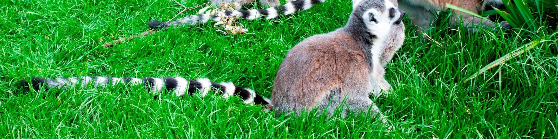 Lemur in Planckendael zoo.