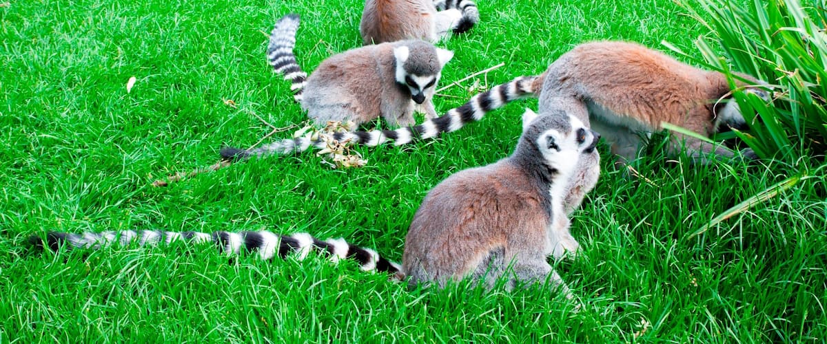 Lemurs resting on green grass.