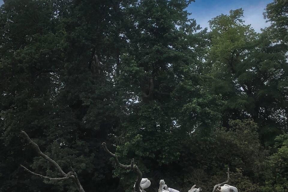 Un groupe de pélicans perchés sur une branche d’arbre au-dessus de l’eau, avec un feuillage dense en arrière-plan.