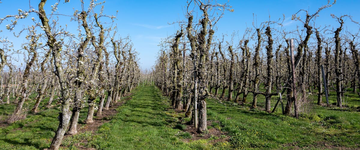 A vineyard with rows of trees under a clear blue sky.