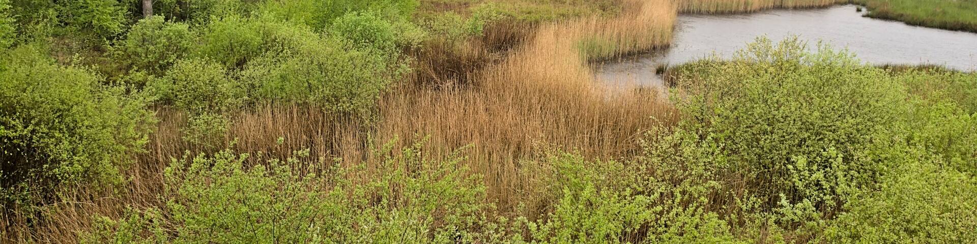 Rainy heathland landscape with lake and reed and fresh green spring trees in the Flemish countryside near Turnhout, Flanders, Belgium, high angle view