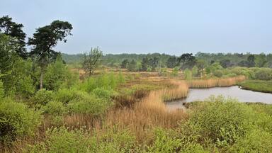 Rainy heathland landscape with lake and reed and fresh green spring trees in the Flemish countryside near Turnhout, Flanders, Belgium, high angle view