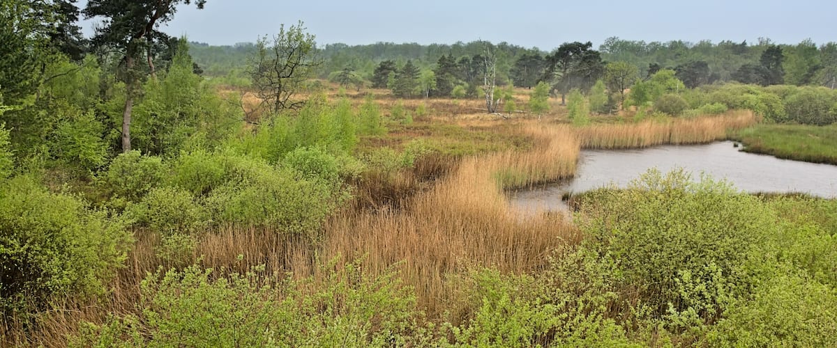A wetland area with dense vegetation and a small water body.