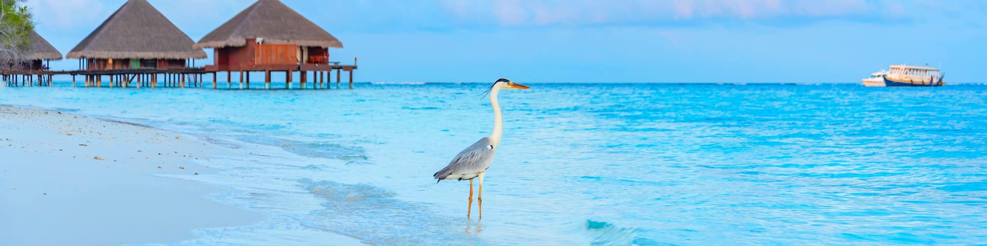 gray heron on the shores of the Indian ocean at dawn in the Maldives
