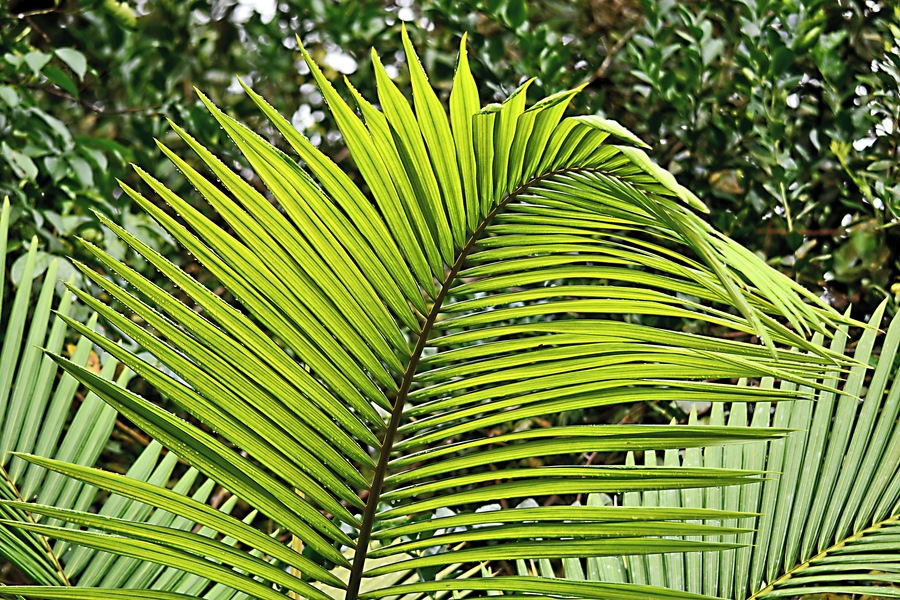 Flora abounds. Hard to take it all in!