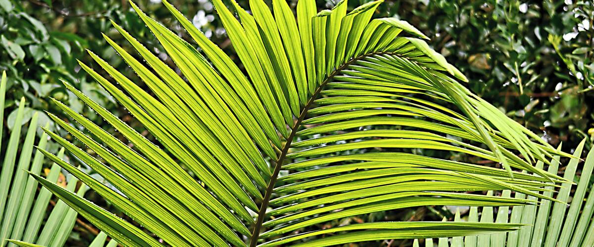 A close-up of a green palm leaf with water droplets.