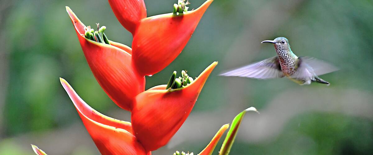 The Costa Rica Nature Pavllion has habitate that attract Hummingbirds and Toucans.
