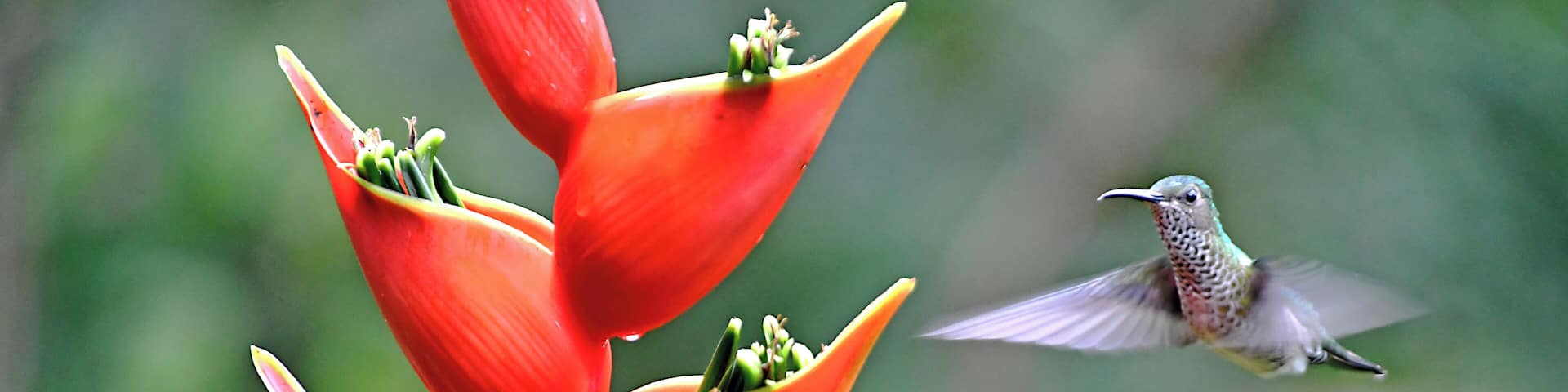 The Costa Rica Nature Pavllion has habitate that attract Hummingbirds and Toucans.