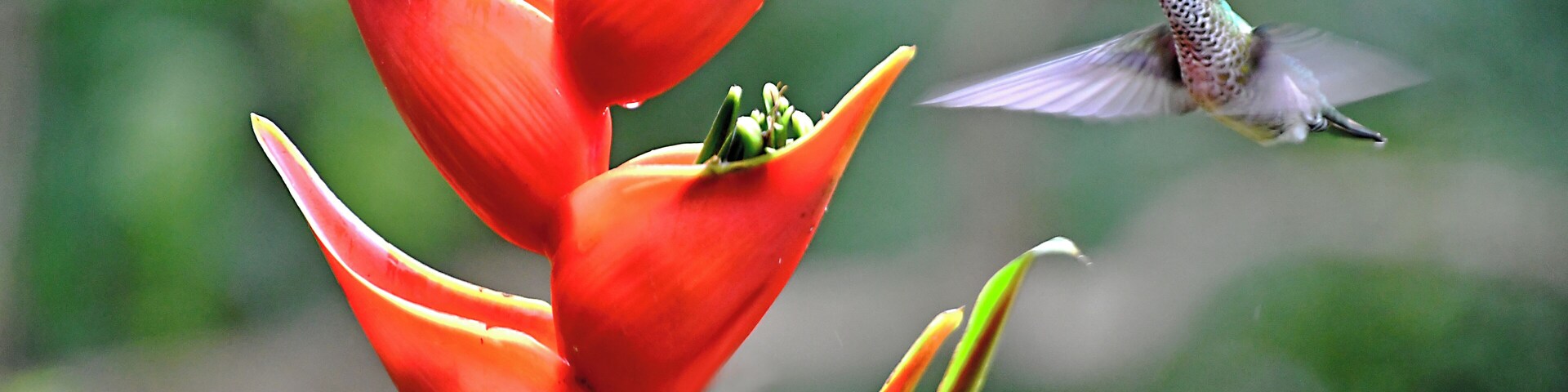 The Costa Rica Nature Pavllion has habitate that attract Hummingbirds and Toucans.