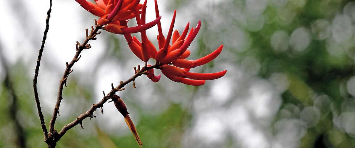 A branch with red flowers against a blurred green background.