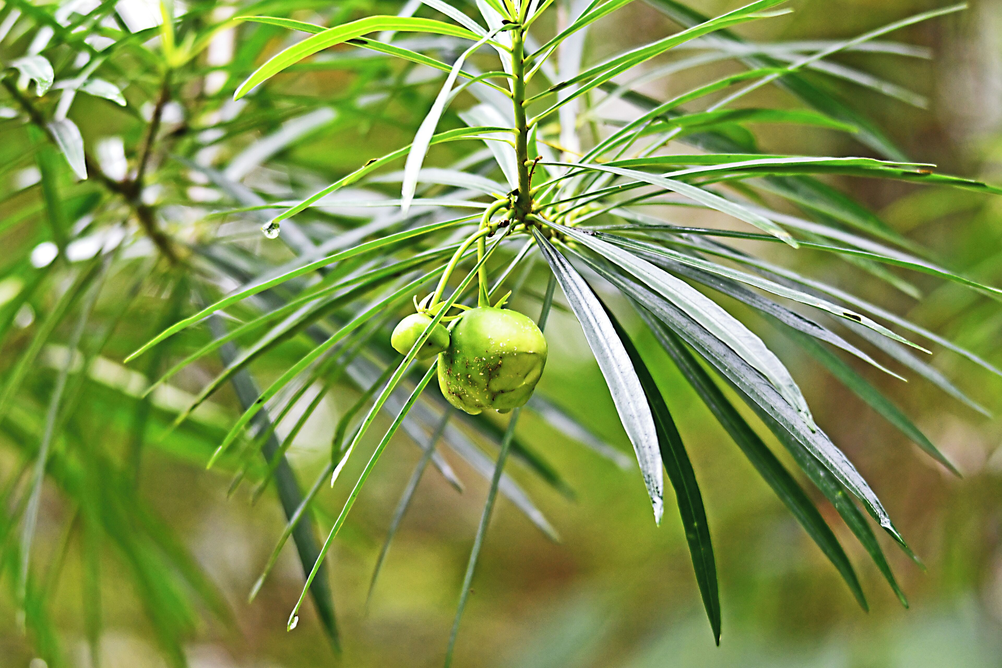 Flora abounds. Hard to take it all in!